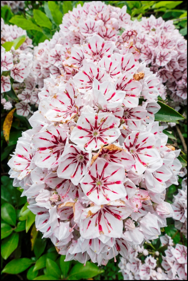 kalmia-2-of-2