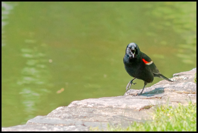 redwingedblackbird-7-of-1