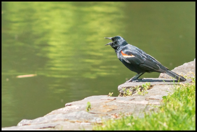 redwingedblackbird-8-of-1