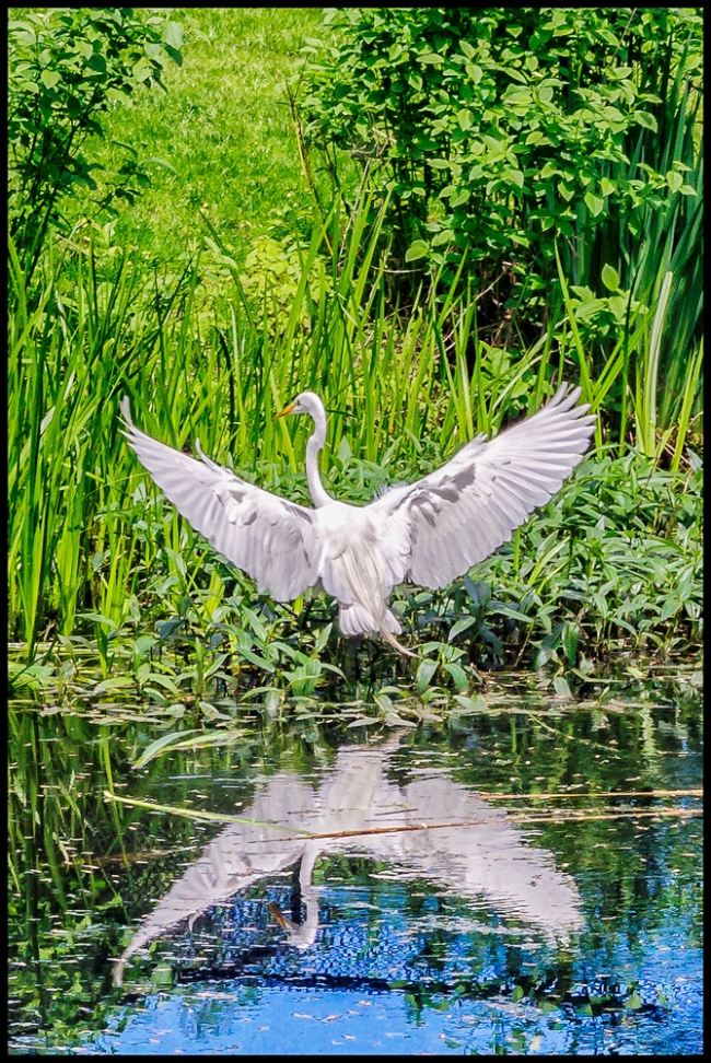 reflection-egret-3-of-1