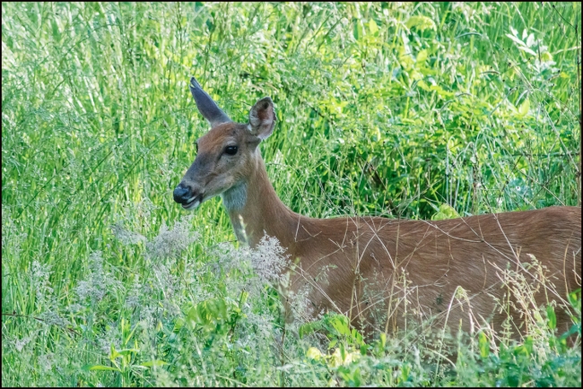 deerinmeadow-1