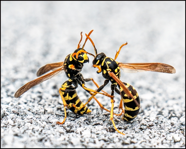 wasps-4