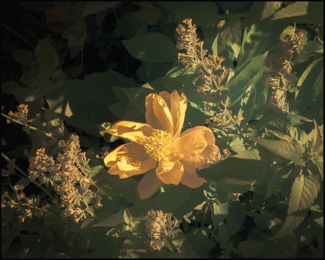 1_falsecolorinfraredflowers-1-of-6