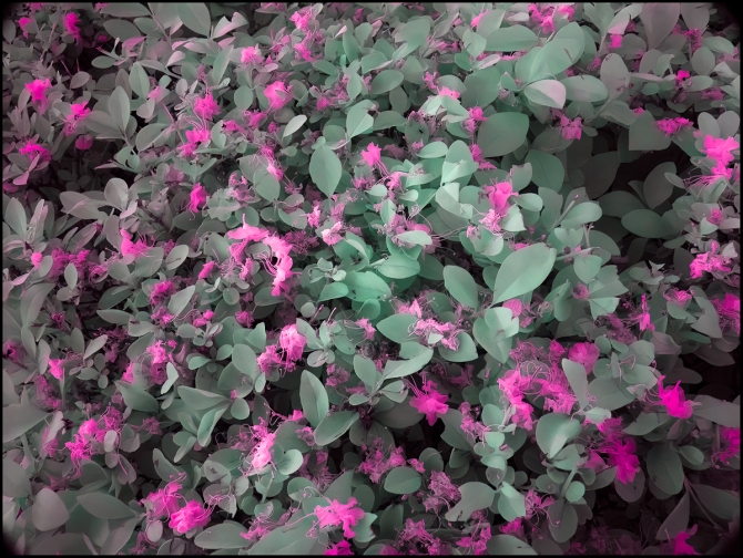 falsecolorinfraredflowers-2-of-6