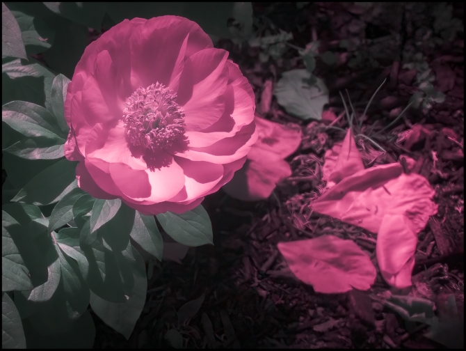 falsecolorinfraredflowers-3-of-6