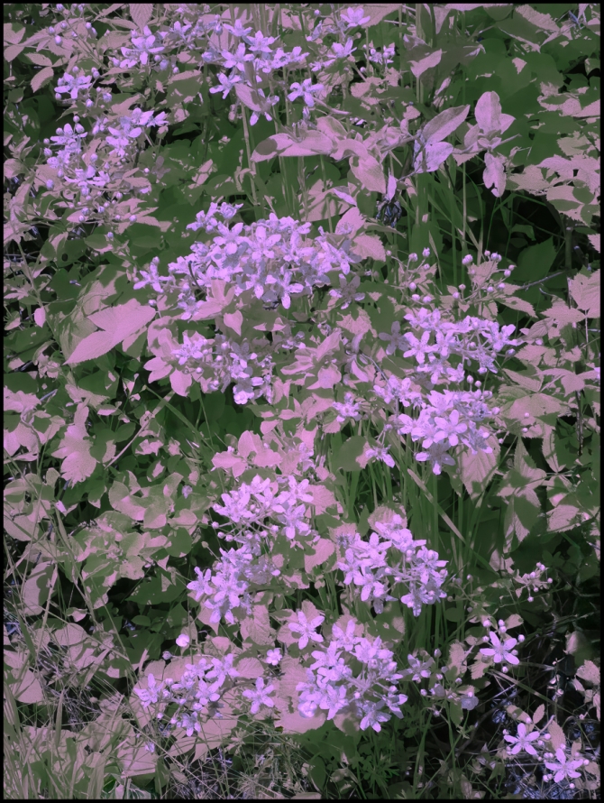 falsecolorinfraredflowers-5-of-6
