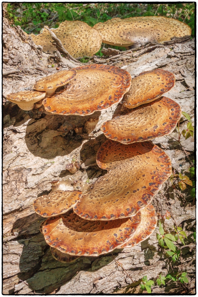 largefungus-2