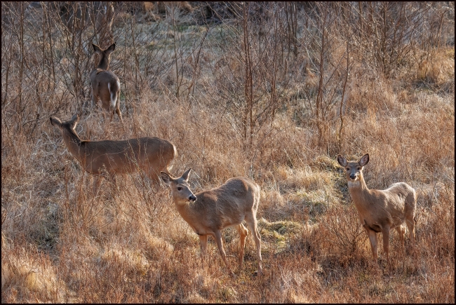 moredeer-1