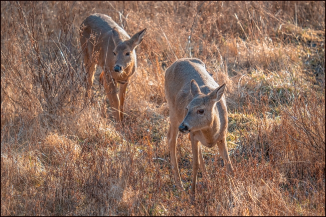 moredeer-2