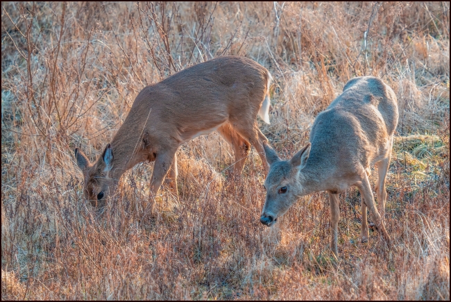 moredeer-3