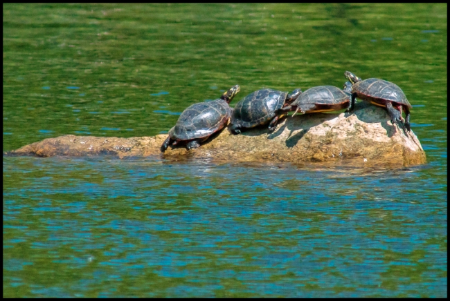 birdphotography1-2-of-7