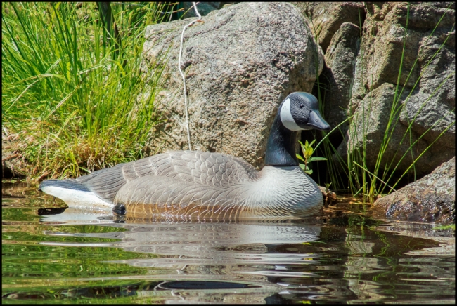 birdphotography1-3-of-7