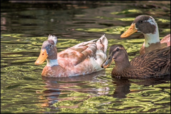 birdphotography1-5-of-7