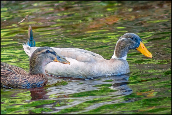 birdphotography1-7-of-7