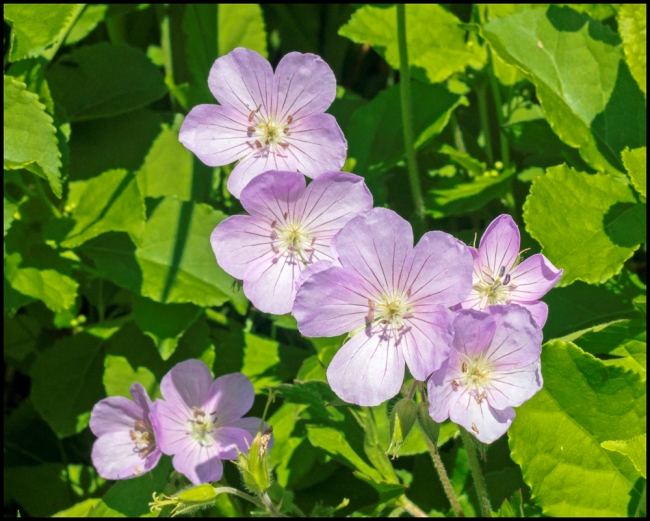 flowers-2-of-6