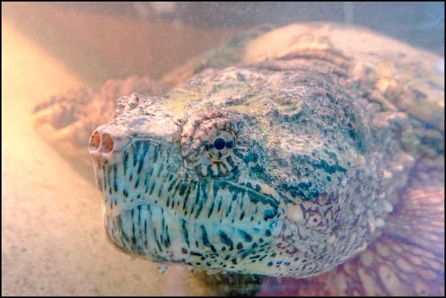 portraitsnappingturtle-1