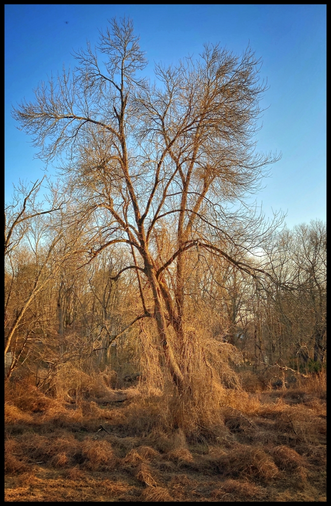 onbalconytreeinmeadow-1