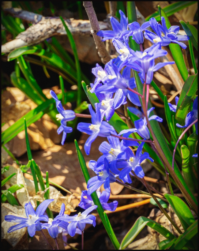 springflowers-4