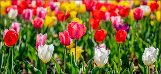 sleepyhollowcemeterytulips-1