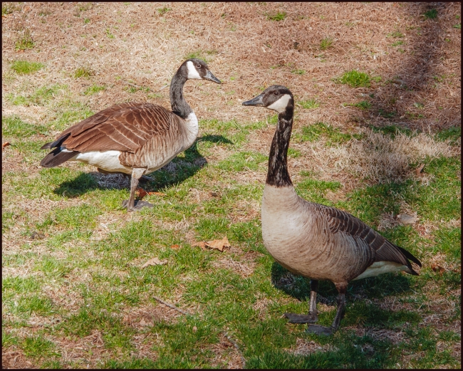 geese-1