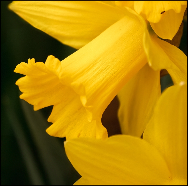 daffodils-2-of-2