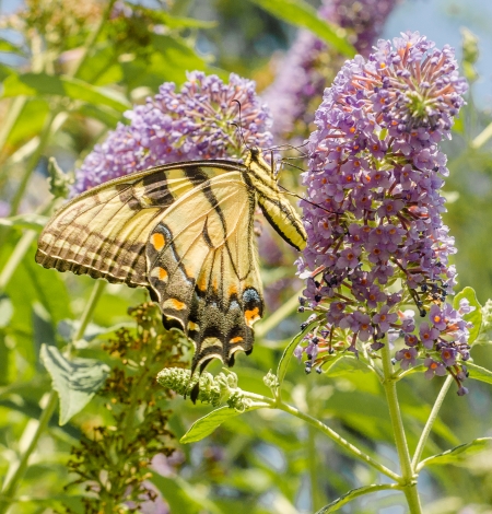 monarchbutterflies-2