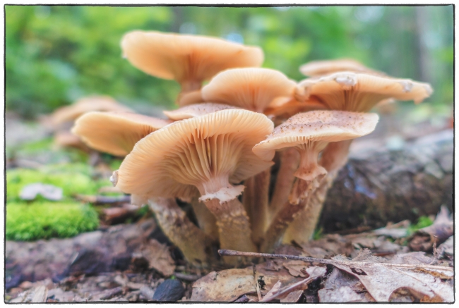 funghi-1