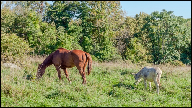 glynwoodhorse&donkey-1