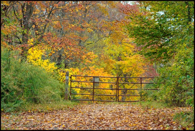 fallfoliage-2-of-5