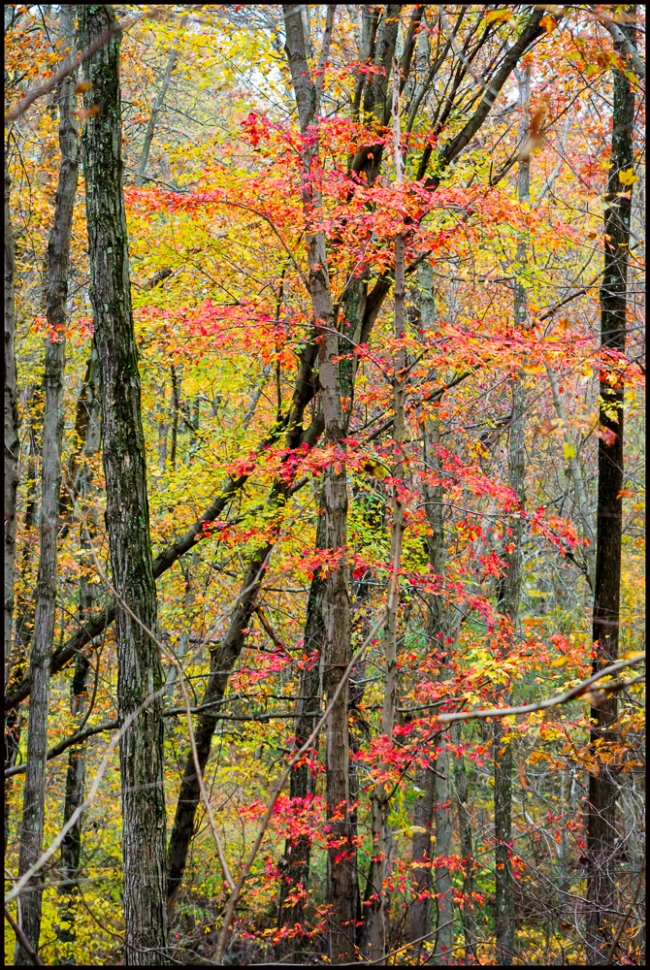 fallfoliage-3-of-5