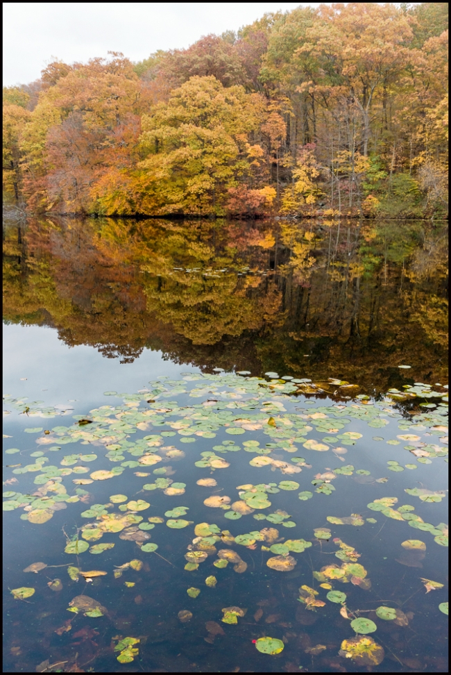 fallfoliage-5-of-5