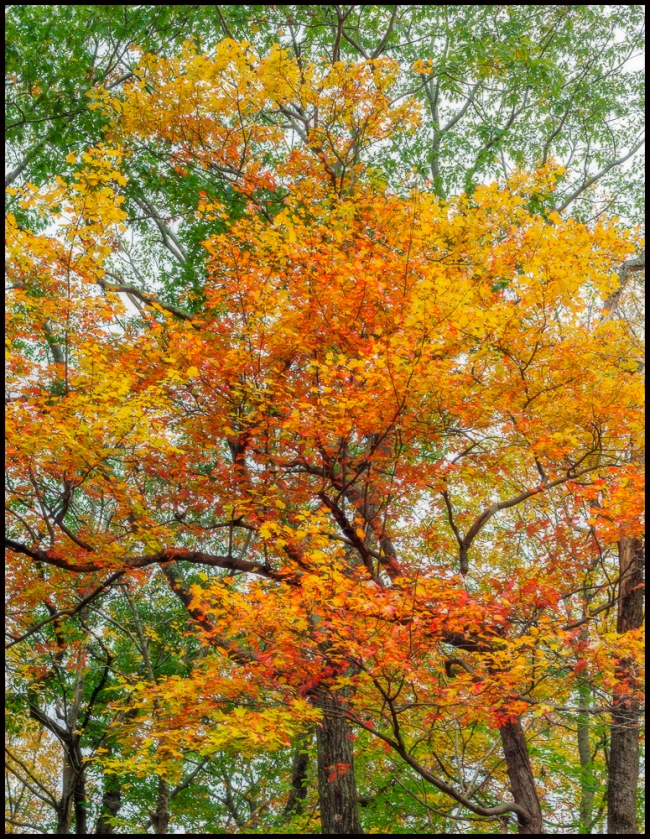 lakefallfoliage-6-of-6