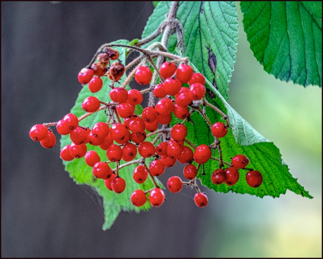 brightfallberries-1