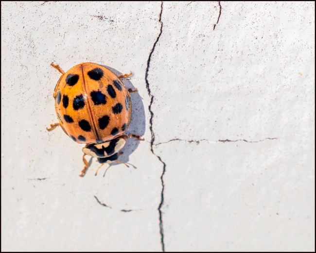 ladybugs-3