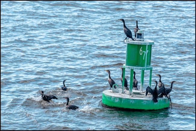 cormorantsonthehudson-1