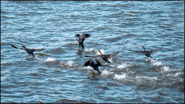 cormorantsonthehudson-2