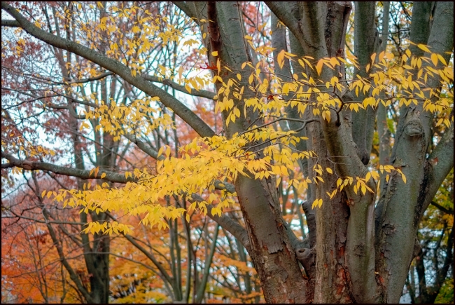 fallcolors-3