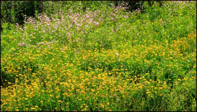 wildflowers-1