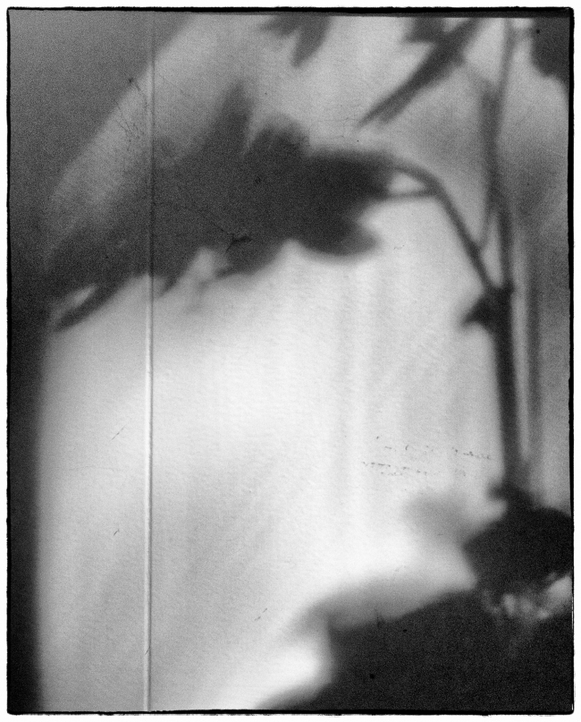 orchidshadows-1