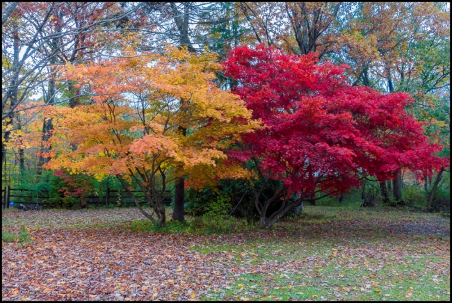 fallcolors-1