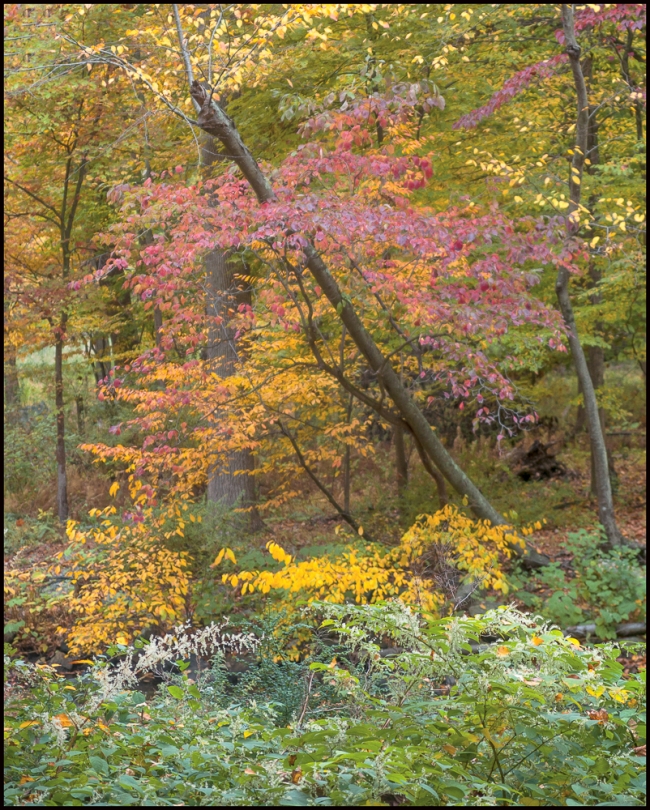 rockefellerfoliage-1-of-5