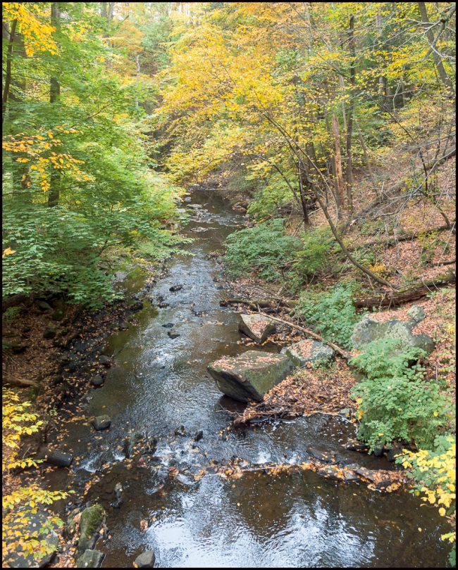 rockefellerfoliage-2-of-5