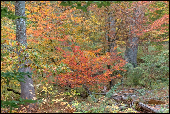 rockefellerfoliage-3-of-5