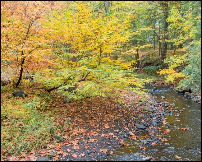 rockefellerfoliage-4-of-5