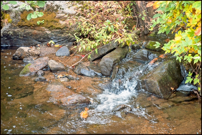 rockefellerfoliage-5-of-5