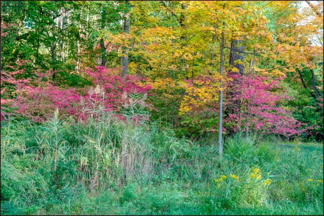 fallfoliage-1