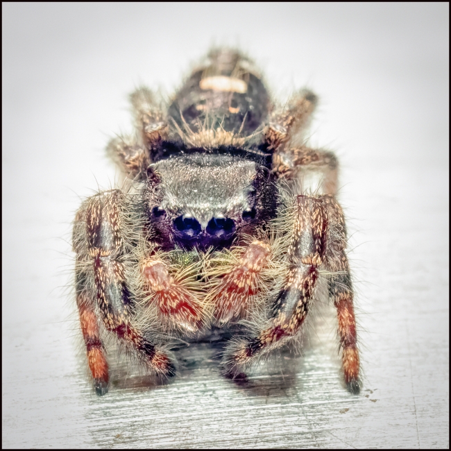 jumpingspider-1