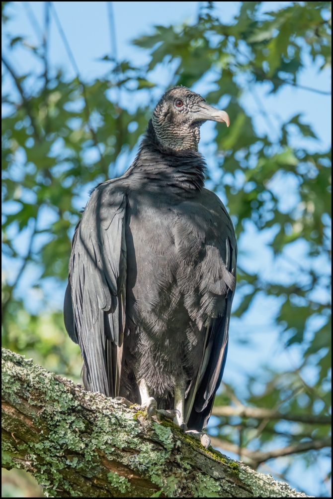 Vultures-4-of-6