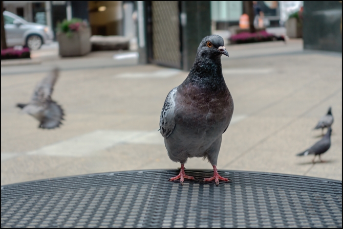 nervypigeon-1-of-2