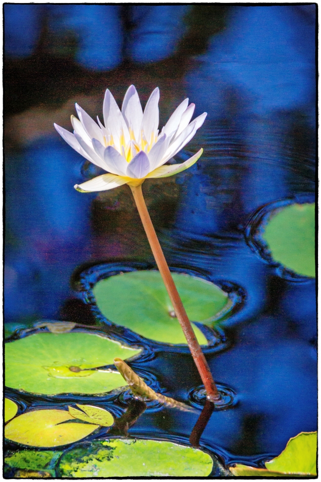 waterlily-1